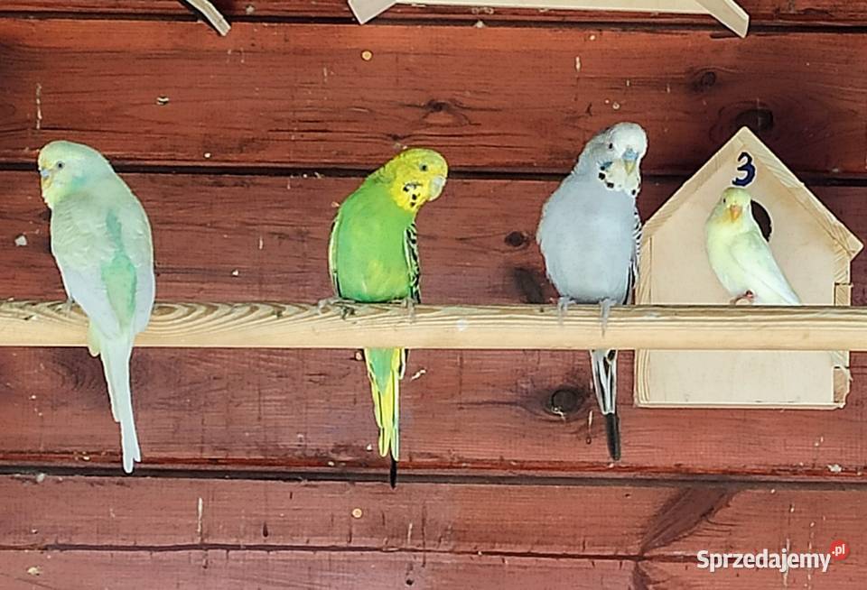 Papugi faliste Zwierzęta Lubliniec
