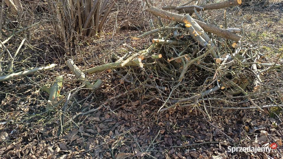 Oddam gałęzie mazowieckie Chylice-Kolonia