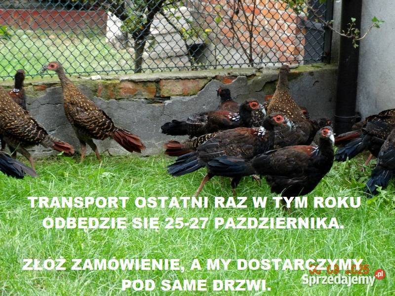 Sprzedam Bażanty Swinhoe Kiśćce Tajwańskie Ptaki wielkopolskie sprzedam