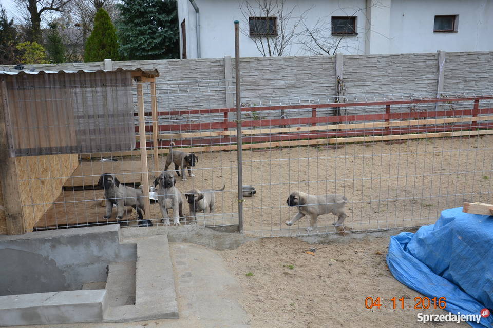 kangal anatolian ZKwP FCI piesek sprzedam