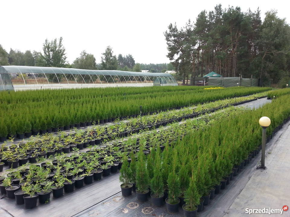 tTUJA SZMARAGD THUJA SMARAGD ŻYWOTNIK ZACHODNI Ossolin sprzedam