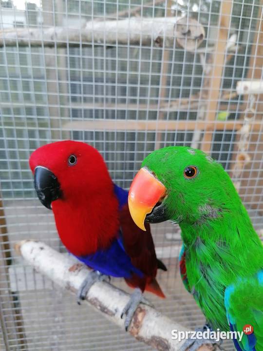 Lora wielka samica Ptaki mazowieckie