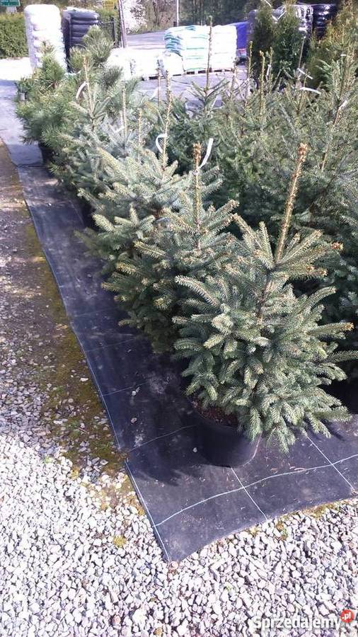 Piękny Świerk Śrebrny 130150 Garlica Duchowna