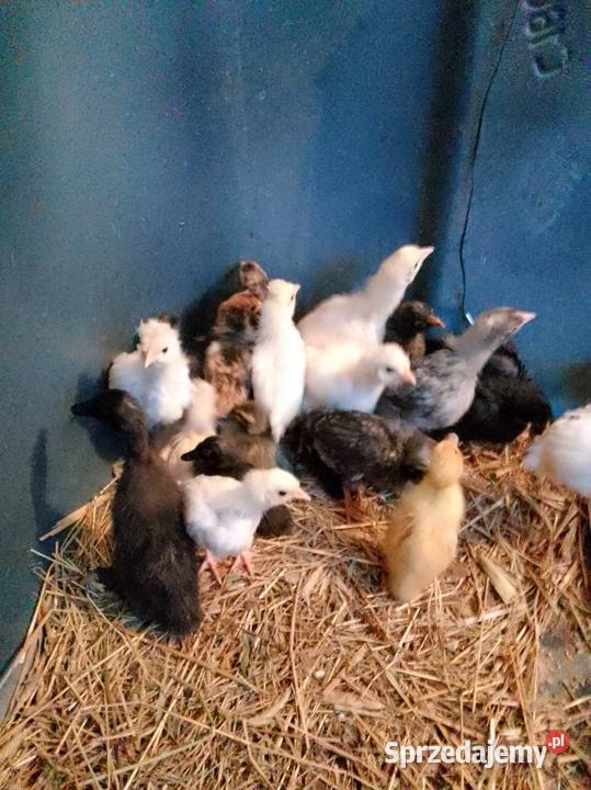 Kurkikoguciki przepiórki Skrzeszewo