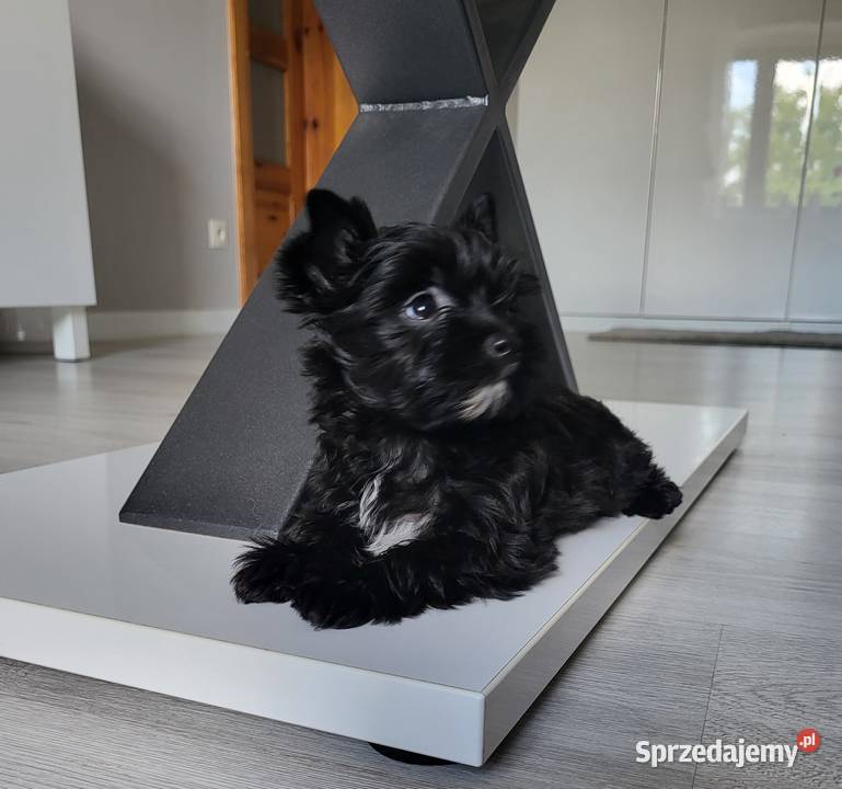 Yorkshire Terrier czarna sunia Trzebnica