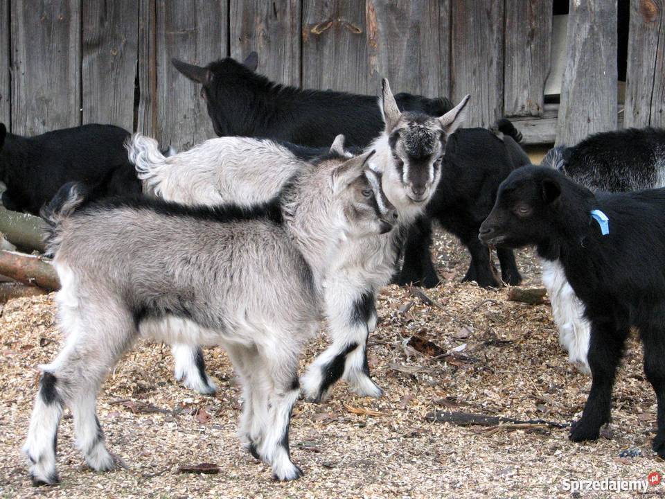 TANIO Młode KOZY kózki koźlęta koziołki capki sprzedam