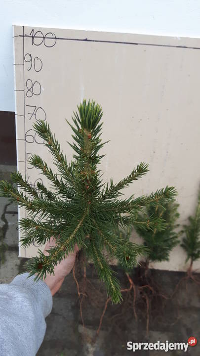 Thuja brabant 100 świerk srebrny jodła kaukaska Rybnik sprzedam