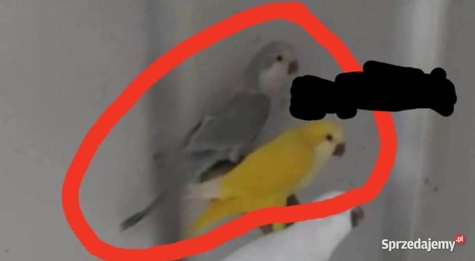 Mnichy nizinne Skierniewice