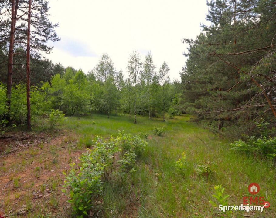 sprzedaży gruntu Płaska 1001 metrów Sprzedaż sprzedam