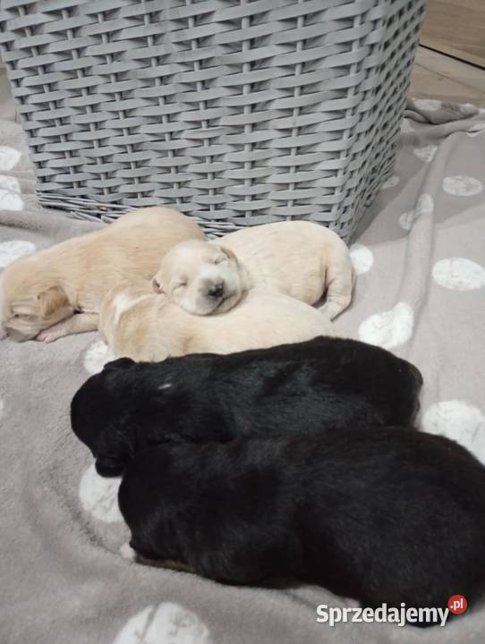 Oddam szczeniaki w ręce lubelskie Końskowola
