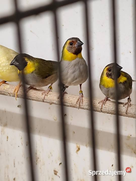Kubanik mniejszy samce 2025 Myślenice