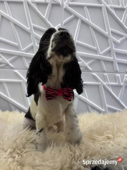 Cocker spaniel angielski Żelazków sprzedam