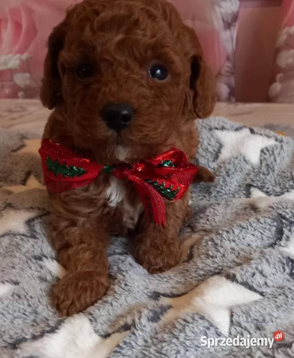 Pudel miniaturowy toy Boguchwała