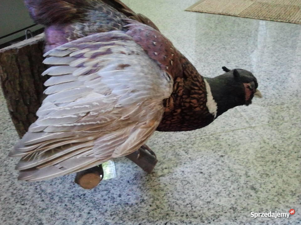 Wypchany bażant Milanówek sprzedam