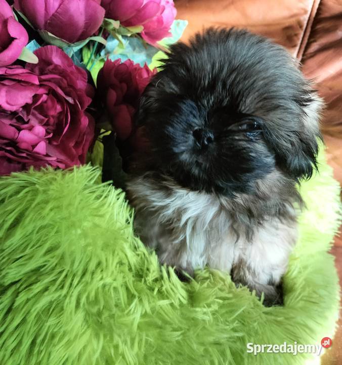 Shih tzu FCI dolnośląskie Wałbrzych