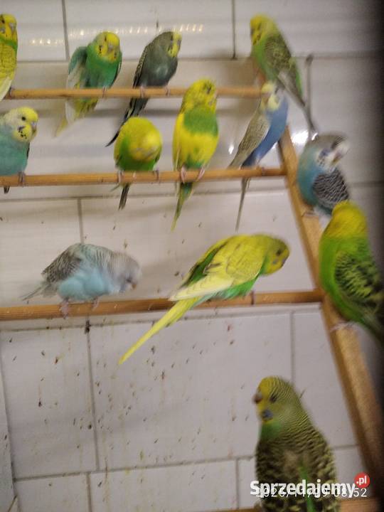 Papugi faliste sprz fam Świerklany sprzedam