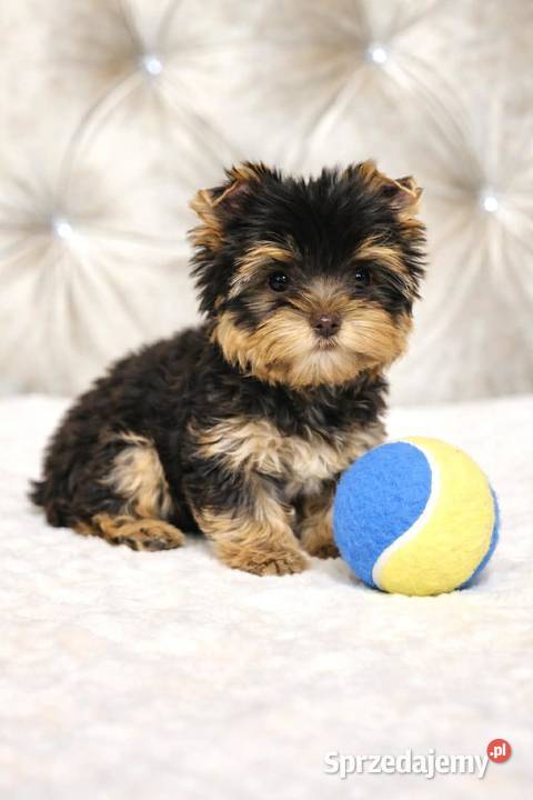 York Czekladowy piesek piękny bez wad Namysłów