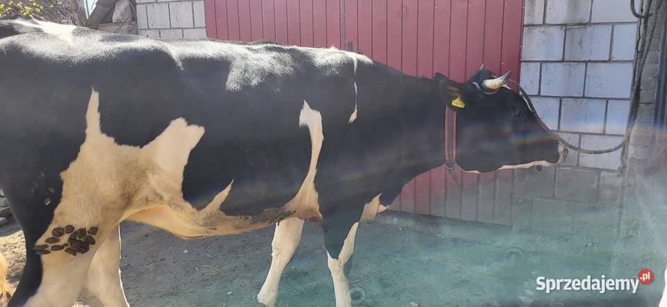 Sprzedam jałówke wysoko cielna Wojcieszków