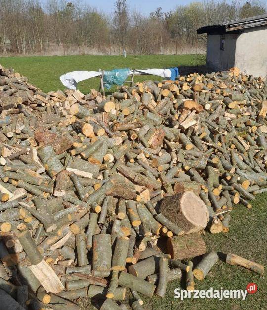 Gałęziówka bukowa Morąg