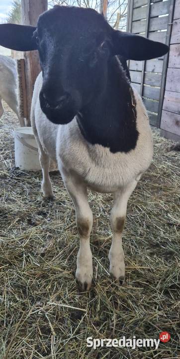 Baranki DORPER Owce baranek kastraty kujawsko-pomorskie Cekcyn