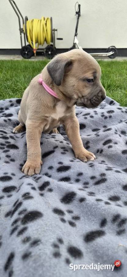 Szczenięta Cane Corso rodowodowe Bychawa sprzedam