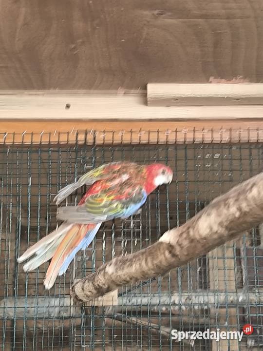 Papugi Rozelle Białolice parka lęgowa rubino Ptaki Rostarzewo