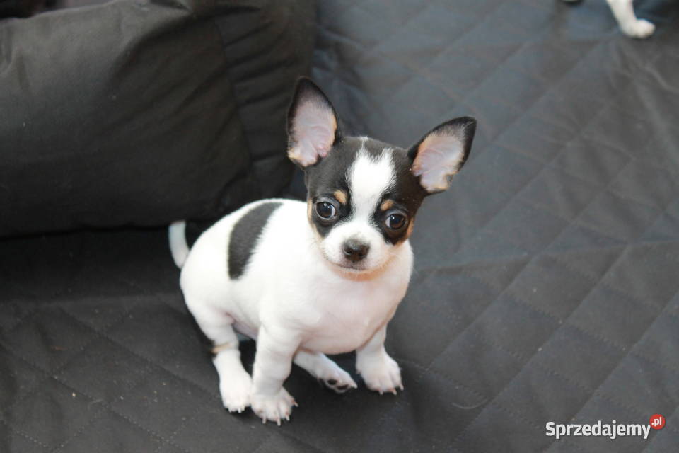 Chihuahua krótkowłosy chłopiec ZKwP FCI Świnoujście