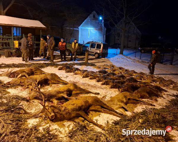 Psy rasy GOŃCZY POLSKI ZKwP polujące serdecznie Posada Jaćmierska