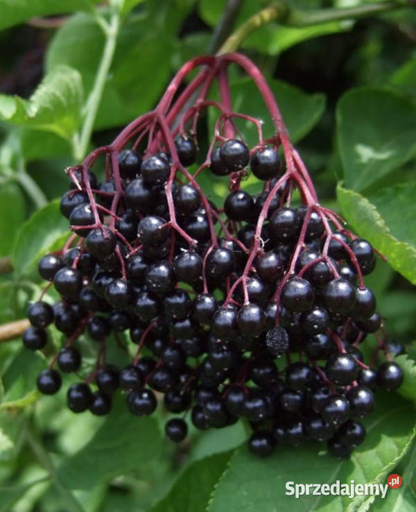 BEZ CZARNY Sambucus nigra sadzonki w doniczkach Ustronie