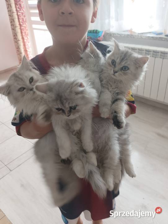 Cudowne persy szynszylowe Perski Brzesko