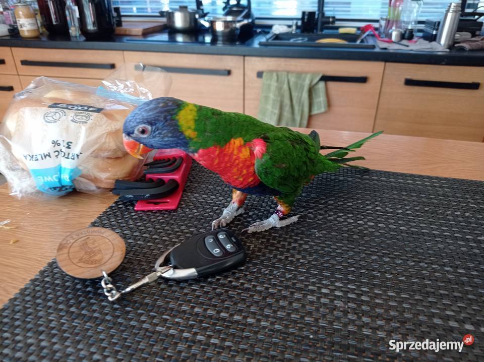 Duża papuga Lorysa Tęczowa samiec 2021r Tychy