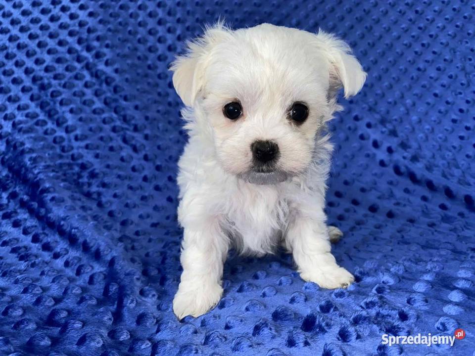 Maltańczyk gotowy do odbioru Zwierzęta Będzin sprzedam