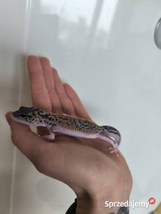 Eublefar lamparci Gdańsk