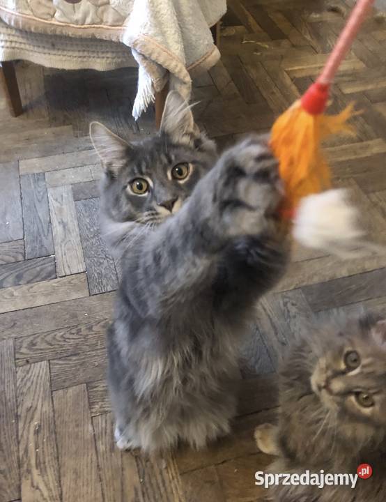 Kocurek Maine coin Warszawa zaraz fife mazowieckie sprzedam