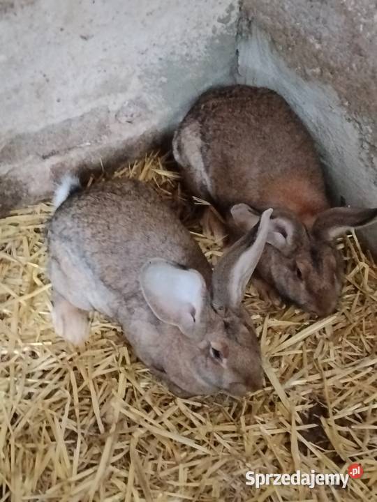 Króliki Suchożebry