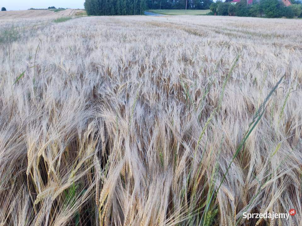 jęczmień ozimy ida ok 130 Chełm
