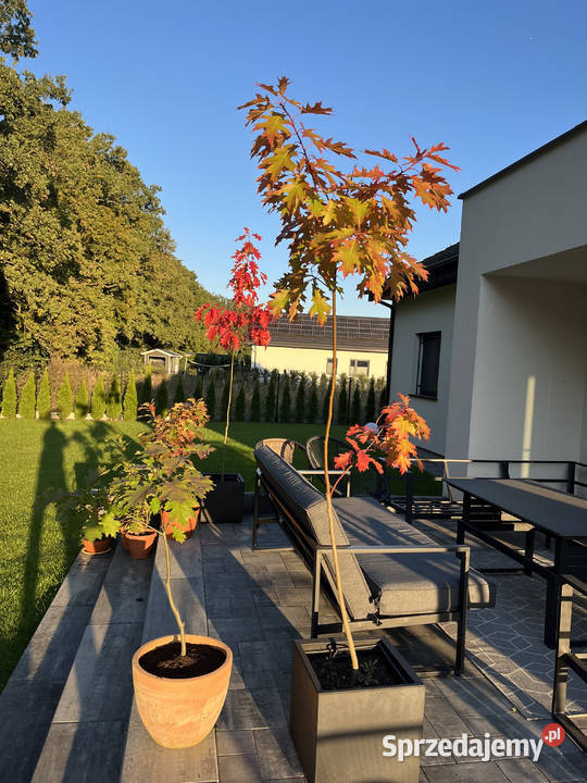 Sprzedam dęby czerwone 9 19 i 29 Jarocin
