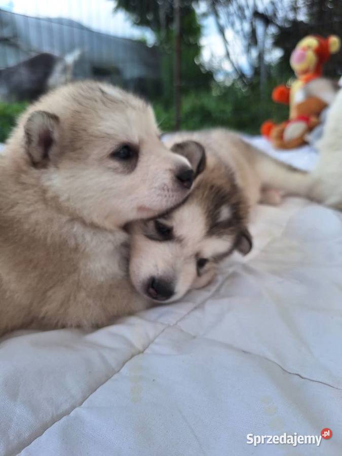 Alaskan Malamute FCI ZKwP Wieliczka sprzedam