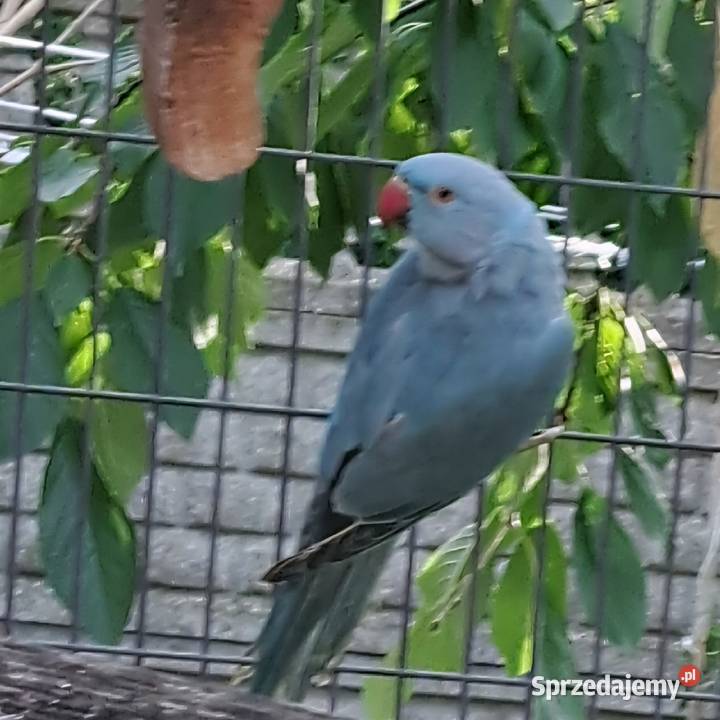 Sprzedam papugi aleksandretty obrożne wielkopolskie sprzedam
