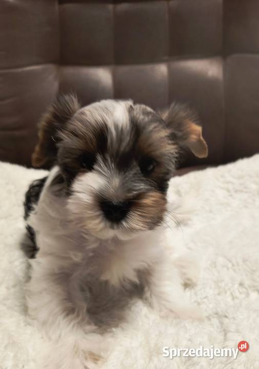 Śliczny piesek Yorkshire Terrier Biewer Tricolor Pruszcz Gdański