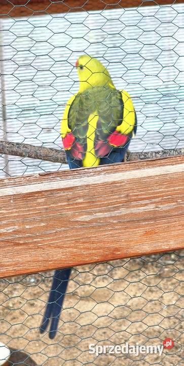 Papugi Księżniczki Słoneczne z dokumentami śląskie Lubliniec
