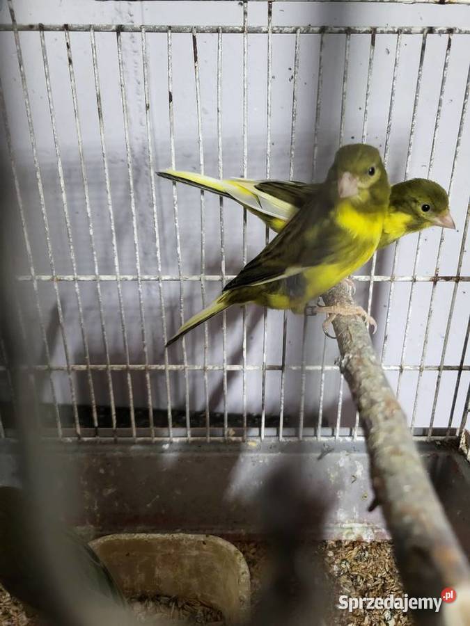 Kanarki hiszpańskie timbradory Wrocław