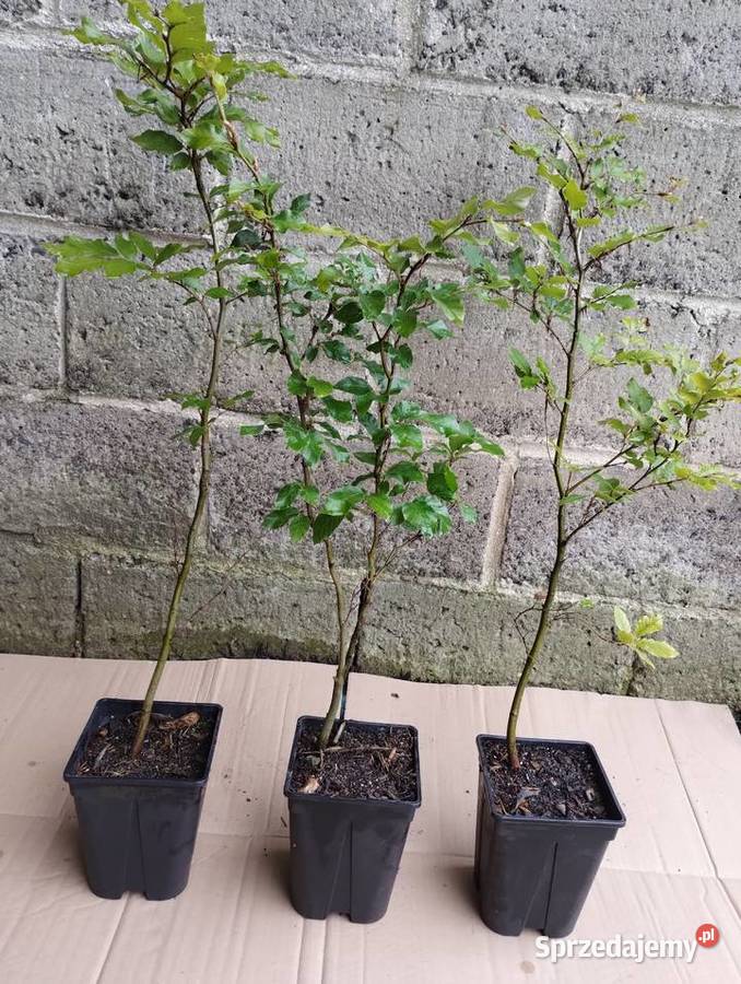 Buk zwyczajny sadzonki w doniczkach Fagus