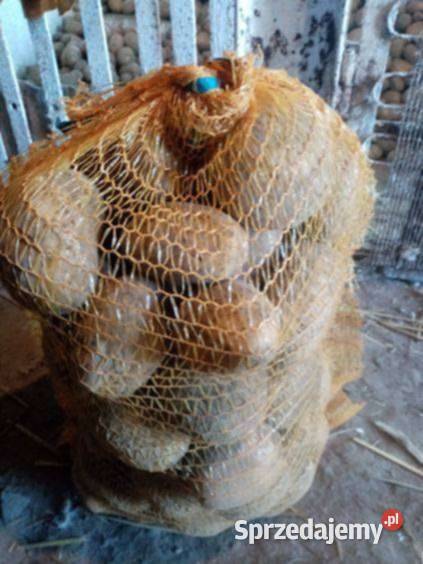 Ziemniaki jadalne odmiana Connect Działoszyce sprzedam