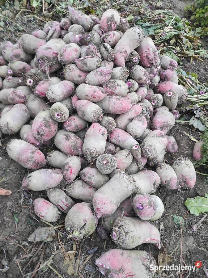 Buraki pastewne Skała