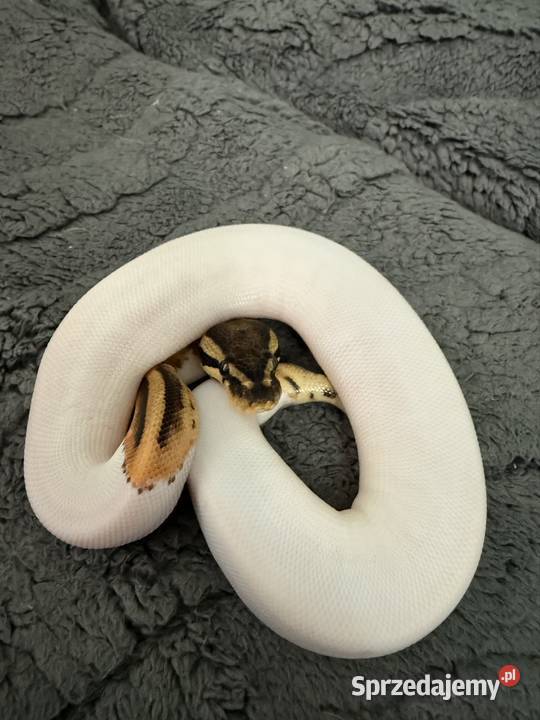 Pythony królewskie Piebald het clown dolnośląskie Bogatynia sprzedam