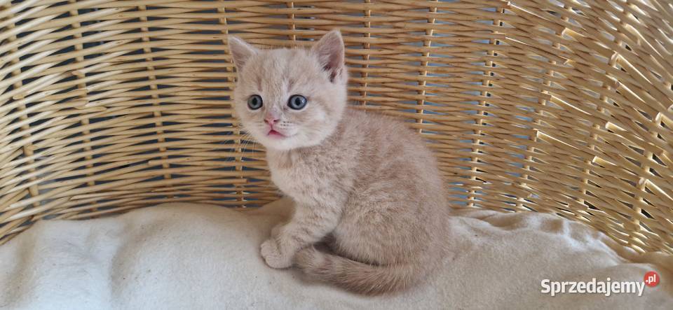 Kocurek Brytyjski kremowy Katowice