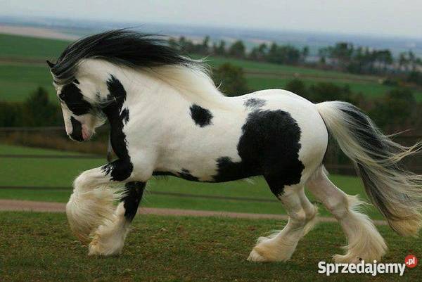 Koń cygański NA SPRZEDAŻ Pozostałe sprzedam