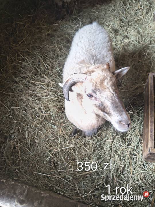 Owce 7 sztuk
