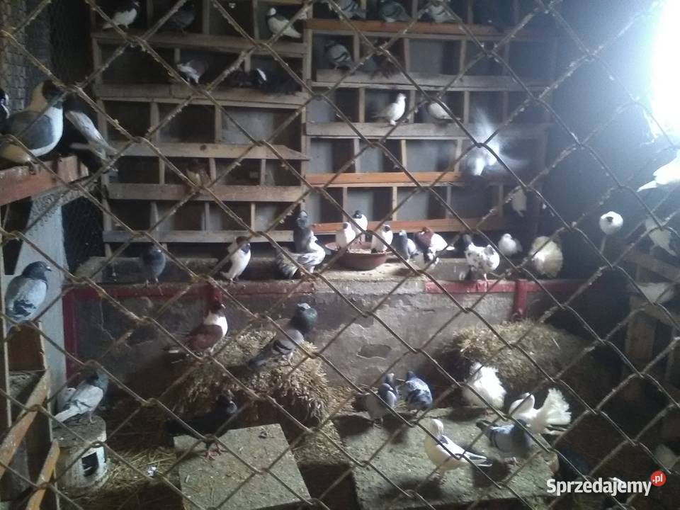 Gołębie 25 magane i inne świętokrzyskie Pińczów